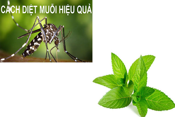 cây bạc hà đuổi muỗi