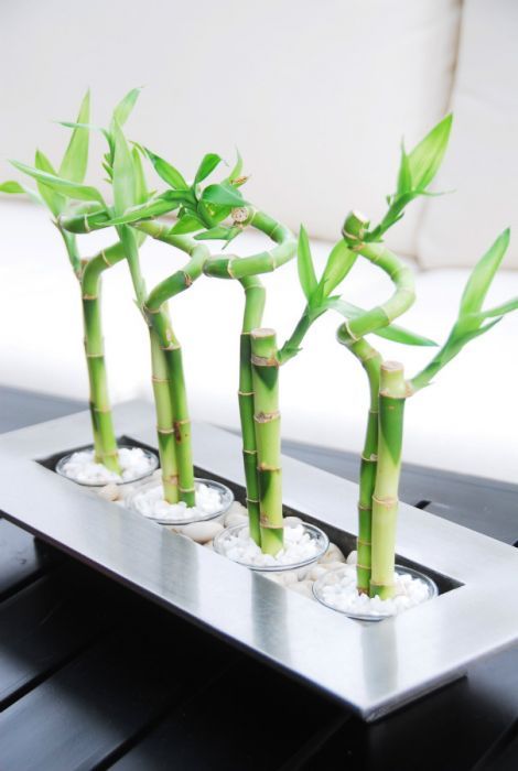 ban-cay-phat-tai-de-ban