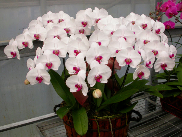 bán hoa lan hồ điệp trắng