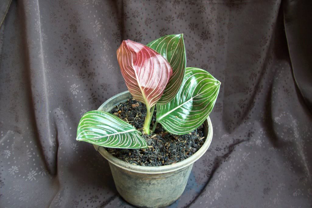 cách chăm sóc cây bạch mã hoàng tử