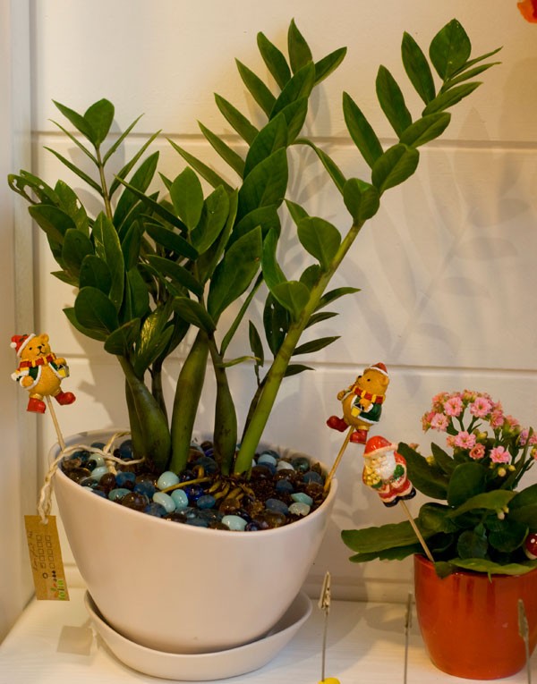 cách chăm sóc cây kim tiền