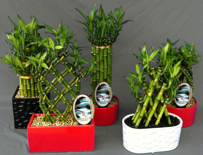 cách chăm sóc cây phát tài