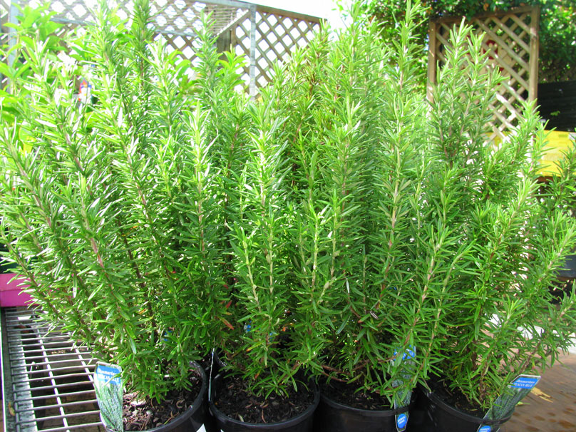 cách sử dụng cây hương thảo chữa bệnh