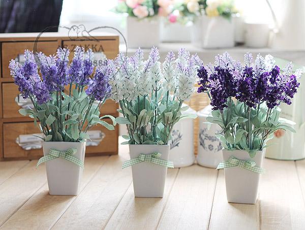 cách trồng hoa oải hương bằng hạt giống