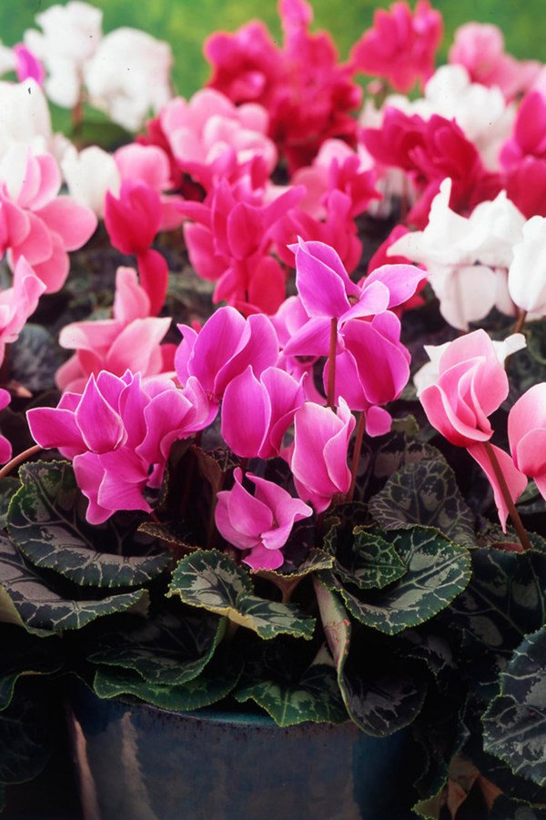 cach-trong-hoa-anh-thao