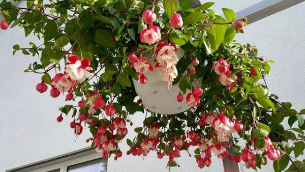 Hoa đèn lồng treo ban công