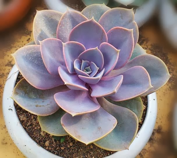 cách trồng và chăm sóc cây hoa sen đá