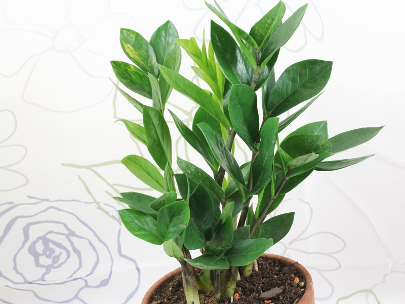 cách trồng và chăm sóc cây phát tài