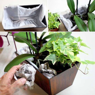 cây thường xuân2