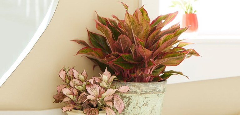 cây bạch mã hoàng tử có độc không