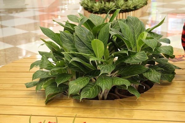 cây bạch mã hoàng tử giá bao nhiêu