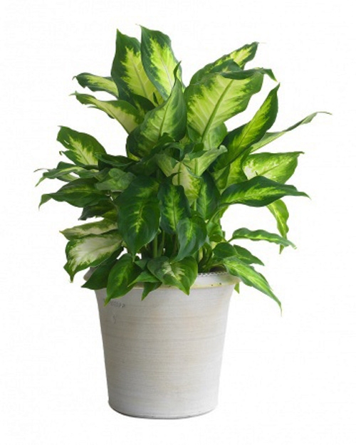 cay-canh-trong-nha-dep