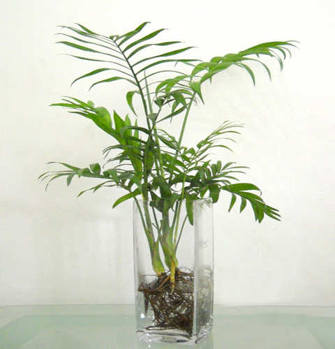 cây cau tiểu trâm trồng trong nước