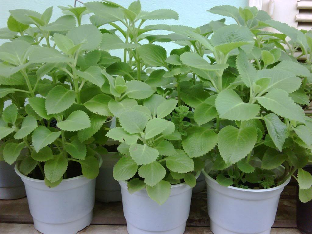 cây húng chanh chữa bệnh