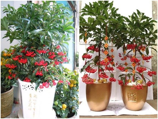 cây kim ngân lượng