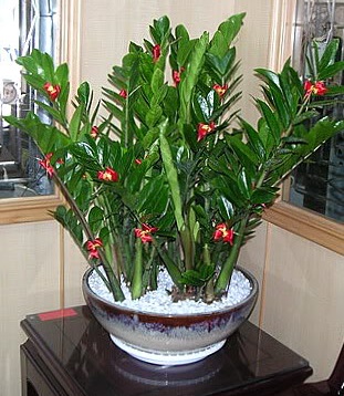 cây kim phát tài nở hoa