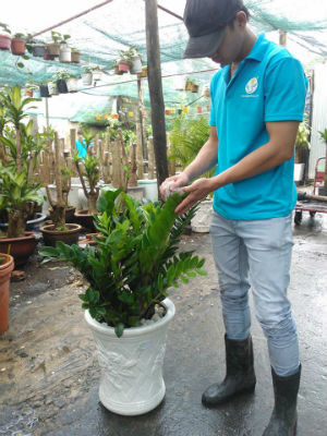 cay-kim-tien-bi-vang-la