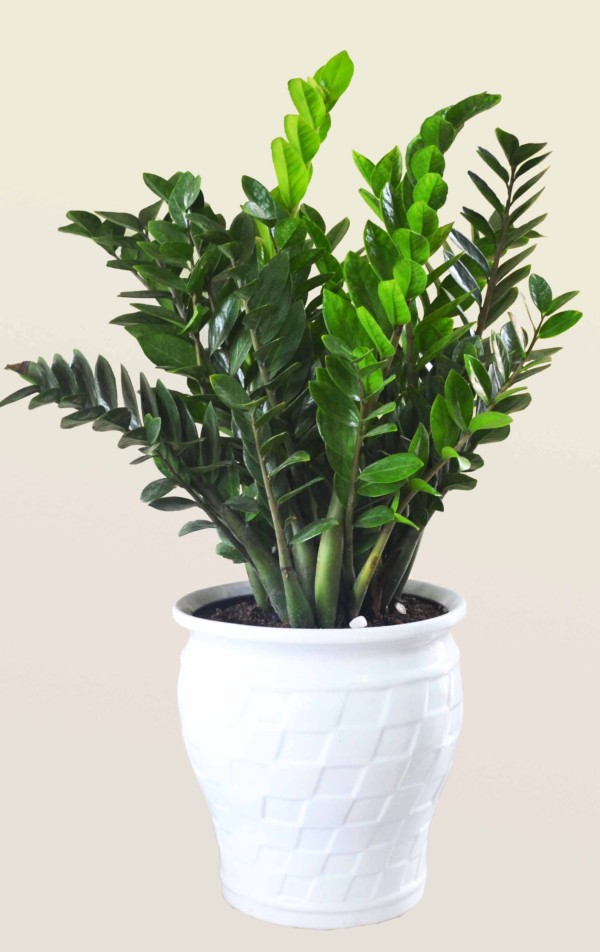 Cây kim tiền nở hoa