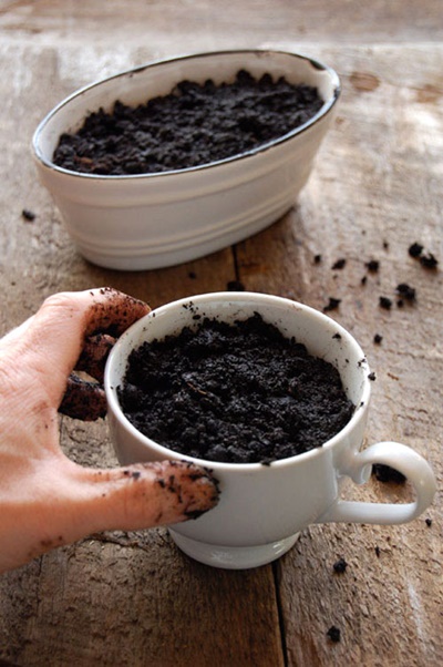 cây bạc hà bán ở đâu hà nội1