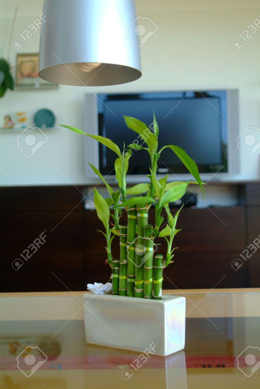 cây phát tài để bàn