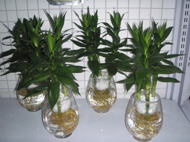 cây phát tài trồng trong nước