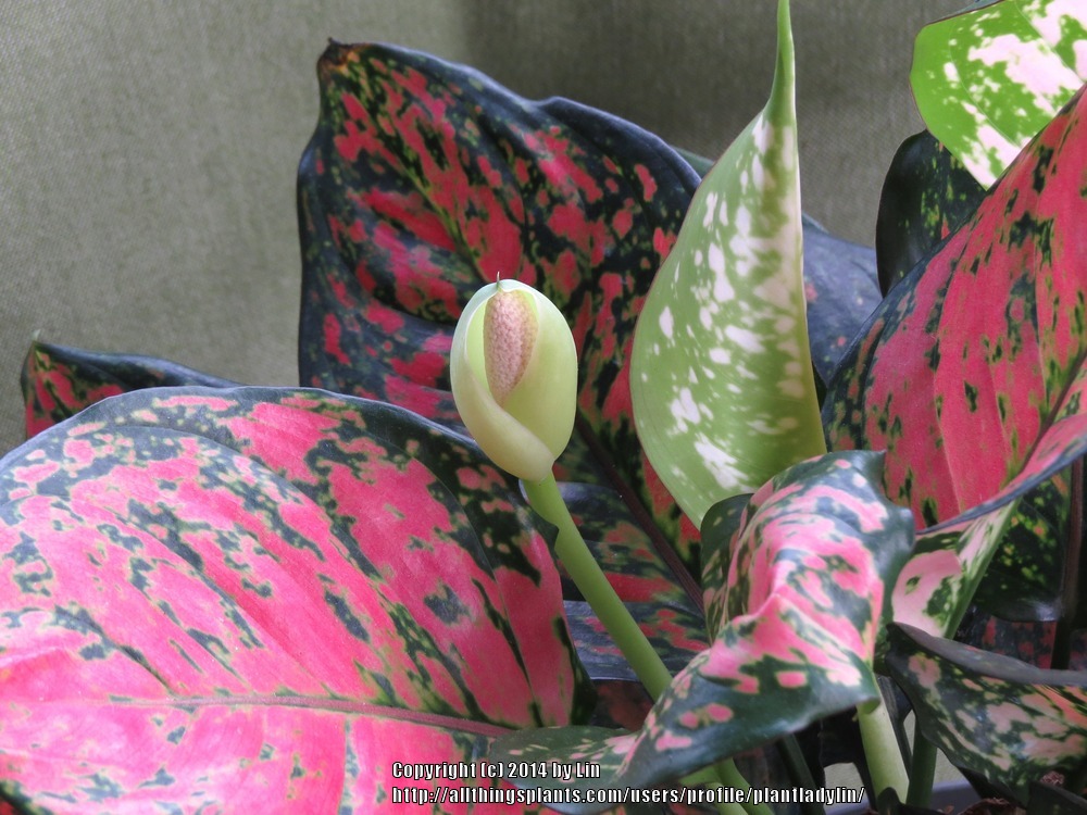 cây phú quý có hoa không