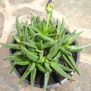 Sen đá cỏ ngọc