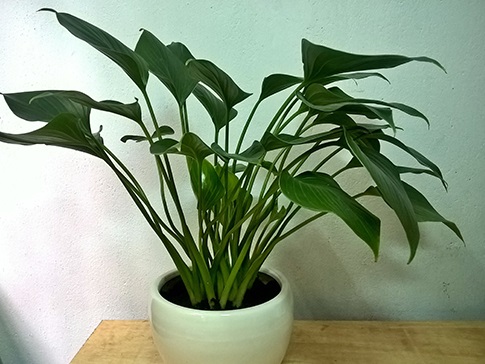 bán cây thanh tâm