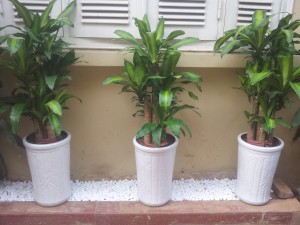 cây thiết mộc lan có độc không2