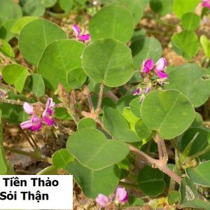 Cây kim tiền thảo trị bệnh sỏi thận