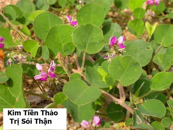 Cây kim tiền thảo trị bệnh sỏi thận