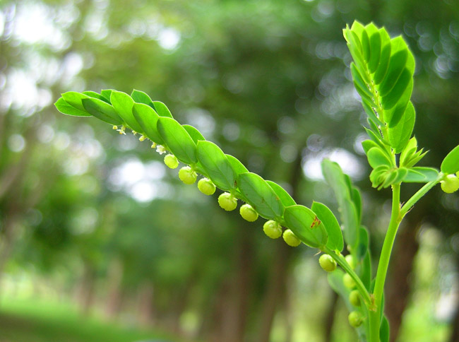 cây thuốc nam quanh ta