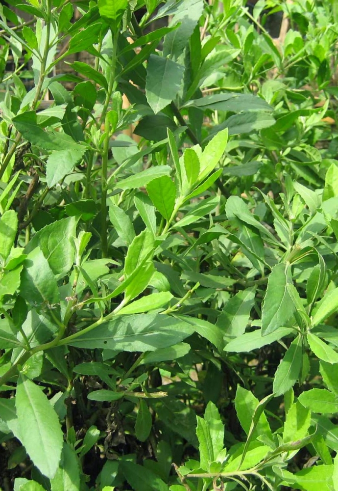 cây thuốc nam trị bệnh