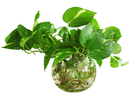 cây trầu bà trồng trong nước