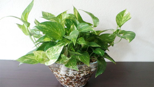 cây trầu bà trồng trong nước2