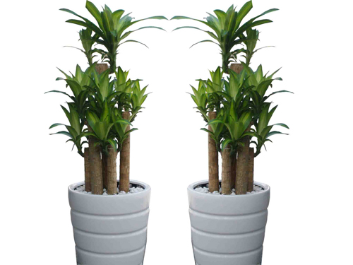 cham-soc-cay-canh-trong-nha