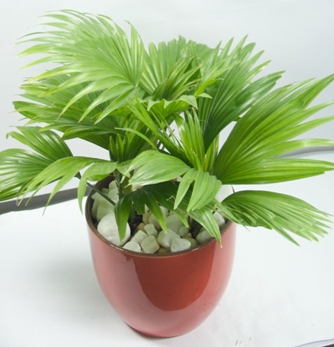 cây cọ để bàn