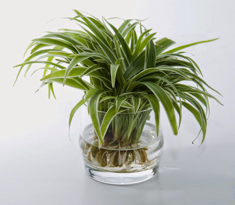 cỏ lan chi trong nước