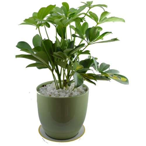 cây trồng trong nhà đuổi muỗi