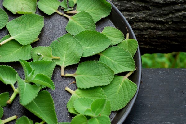 công dụng lá húng chanh