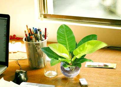 cây trầu bà có tác dụng gì