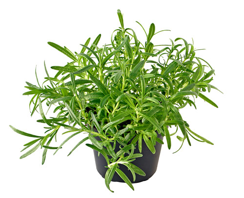 điểm bán cây rosemary tại hà nội