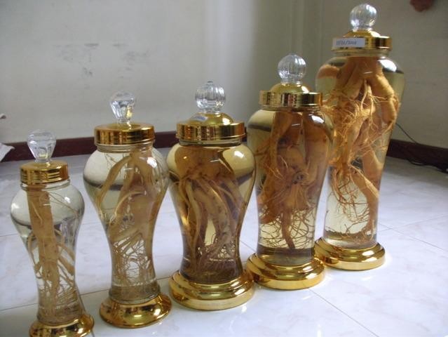 cây đinh lăng ngâm rượu