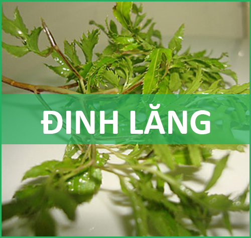 công dụng của cây đinh lăng