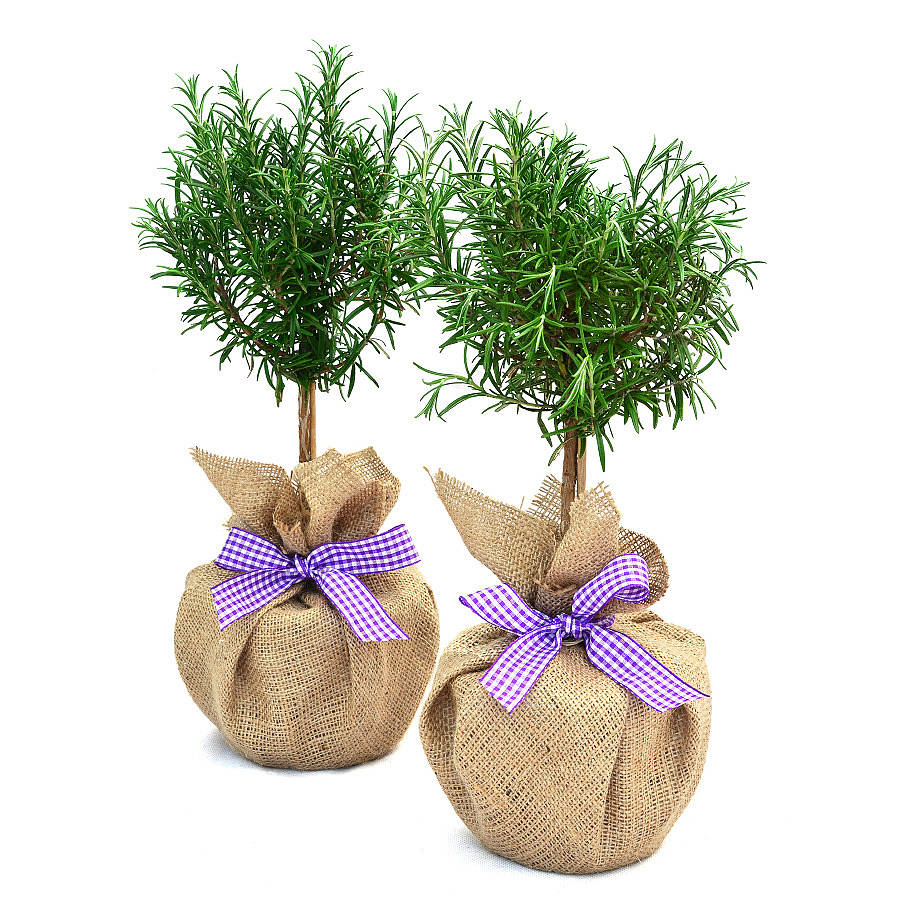 giá cây hương thảo là bao nhiêu tại hà nội