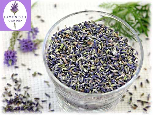 hạt giống hoa oải hương