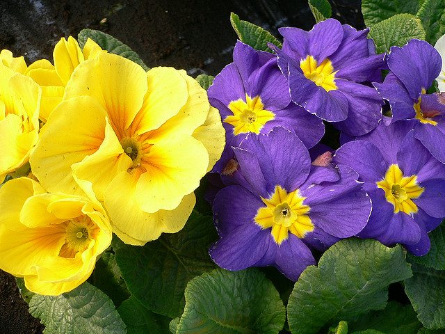 tinh dầu hoa anh thảo2