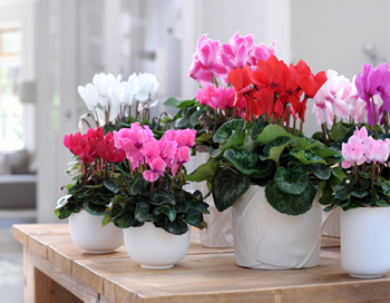 ý nghĩa của hoa anh thảo