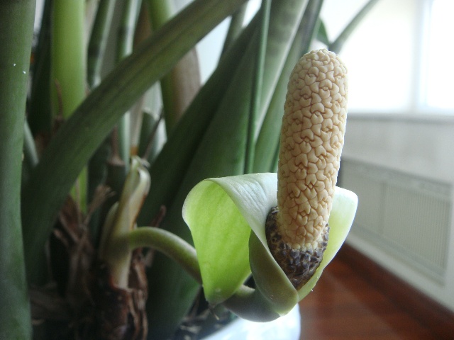 hoa-cay-kim-tien-kim-phat-tai