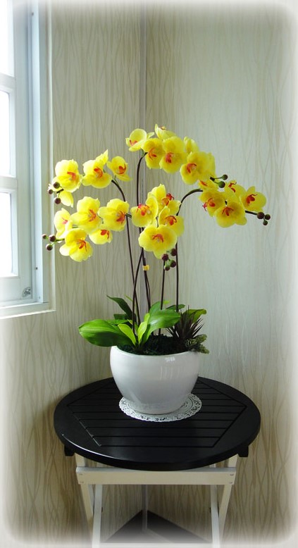 hoa lan hồ điệp vàng